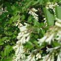 Ligustrum obtusifolium fleur P3 P23 (2)